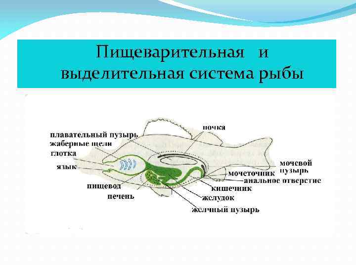  Пищеварительная и выделительная система рыбы 