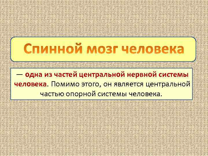 — одна из частей центральной нервной системы человека. Помимо этого, он является центральной частью