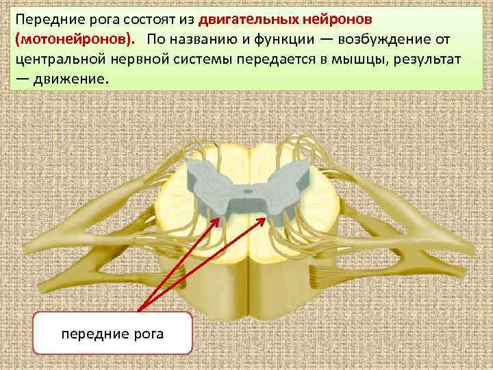 Спинной мозг серое вещество типы нейронов