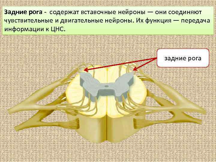 Вставочные Нейроны боковые рога. Двигательные в задних рогах. Задний Рог содержит Нейроны. Вставочные Нейроны в задних рогах.