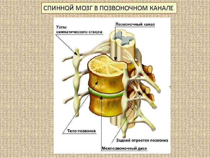 Спинномозговой узел. Строение спинного мозга в позвоночном канале. Спинной мозг спинномозговой канал. Строение спинного мозга вид сбоку. Спинной мозг вид сбоку рис 19.