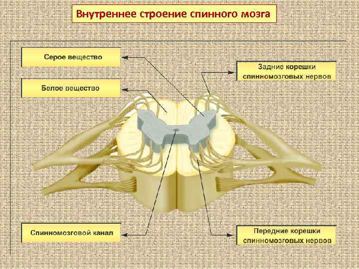 Схема внутреннее строение спинного мозга