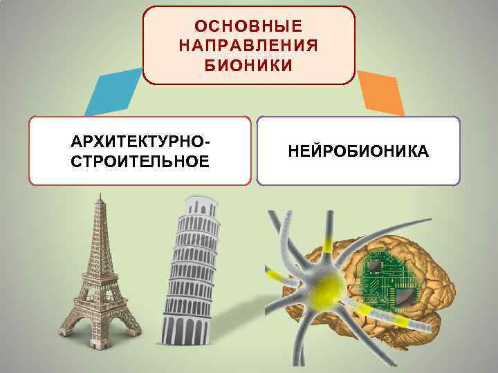 ОСНОВНЫЕ НАПРАВЛЕНИЯ БИОНИКИ АРХИТЕКТУРНОСТРОИТЕЛЬНОЕ НЕЙРОБИОНИКА 