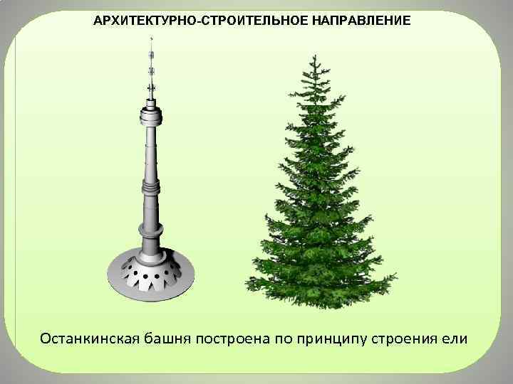 АРХИТЕКТУРНО-СТРОИТЕЛЬНОЕ НАПРАВЛЕНИЕ Останкинская башня построена по принципу строения ели 
