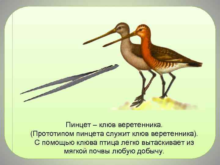 Пинцет – клюв веретенника. (Прототипом пинцета служит клюв веретенника). С помощью клюва птица легко