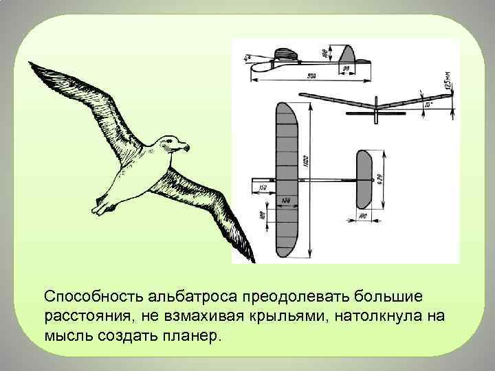 Способность альбатроса преодолевать большие расстояния, не взмахивая крыльями, натолкнула на мысль создать планер. 