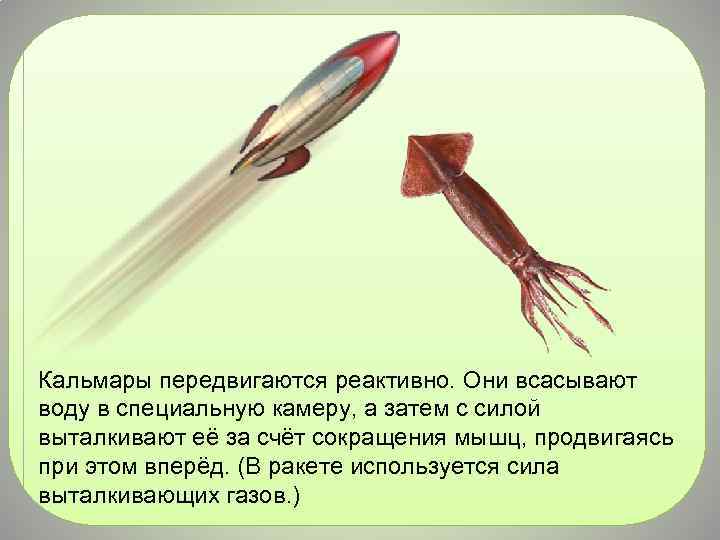 Кальмары передвигаются реактивно. Они всасывают воду в специальную камеру, а затем с силой выталкивают