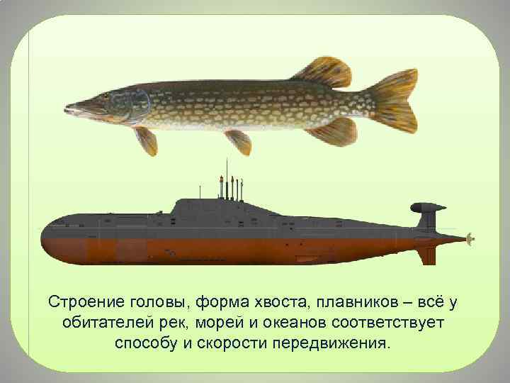 Строение головы, форма хвоста, плавников – всё у обитателей рек, морей и океанов соответствует