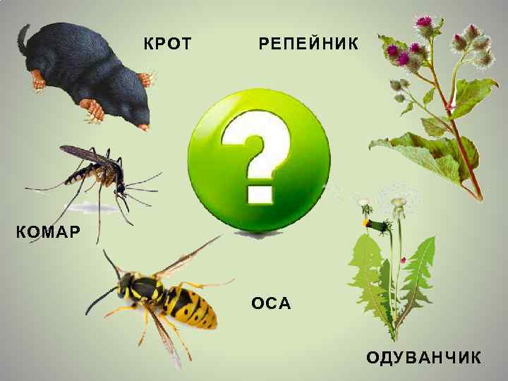 КРОТ РЕПЕЙНИК КОМАР ОСА ОДУВАНЧИК 