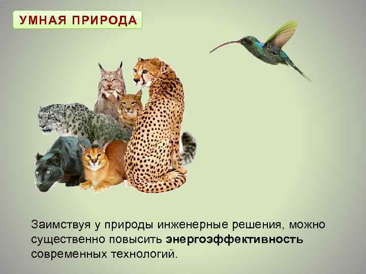 УМНАЯ ПРИРОДА Заимствуя у природы инженерные решения, можно существенно повысить энергоэффективность современных технологий. 