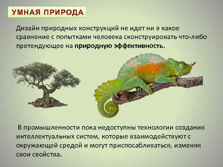 УМНАЯ ПРИРОДА Дизайн природных конструкций не идет ни в какое сравнение с попытками человека