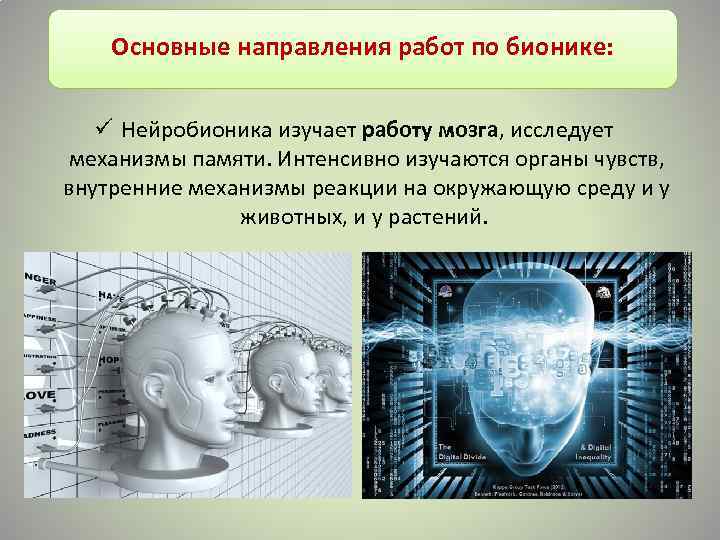 Основные направления работ по бионике: ü Нейробионика изучает работу мозга, исследует механизмы памяти. Интенсивно