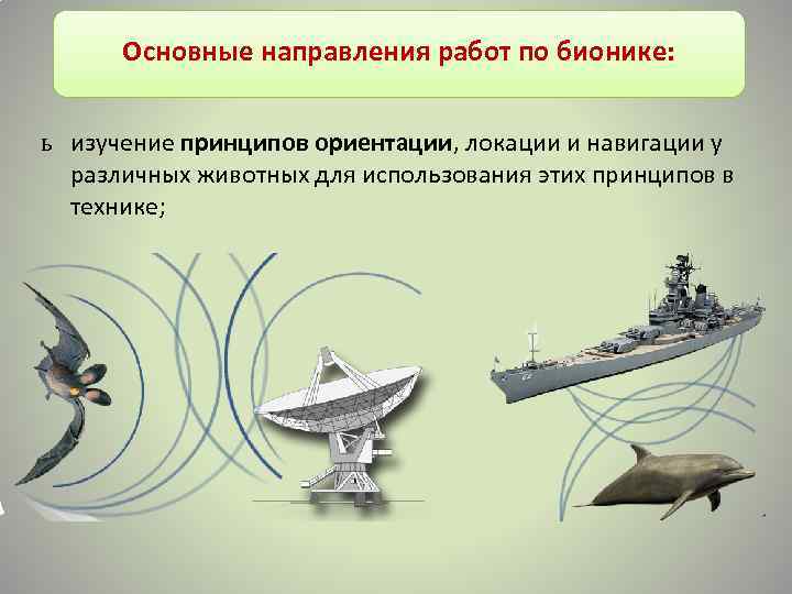 Основные направления работ по бионике: ь изучение принципов ориентации, локации и навигации у различных