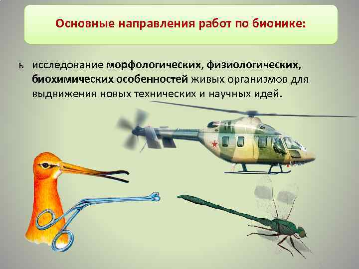 Основные направления работ по бионике: ь исследование морфологических, физиологических, биохимических особенностей живых организмов для