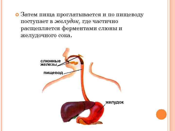  Затем пища проглатывается и по пищеводу поступает в желудок, где частично расщепляется ферментами