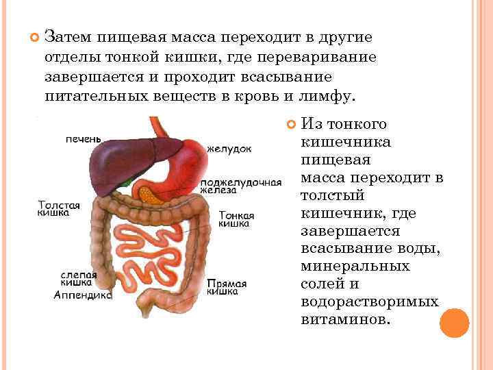  Затем пищевая масса переходит в другие отделы тонкой кишки, где переваривание завершается и