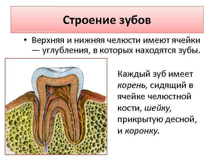Строение зубов • Верхняя и нижняя челюсти имеют ячейки — углубления, в которых находятся