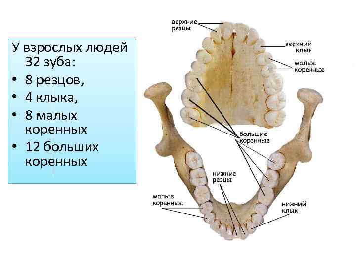 Зуб 8 верхний. 32 Зуба. У человека 32 зуба с зубами мудрости. Большие и малые коренные зубы на латинском.