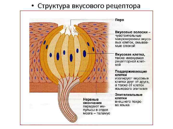  • Структура вкусового рецептора 