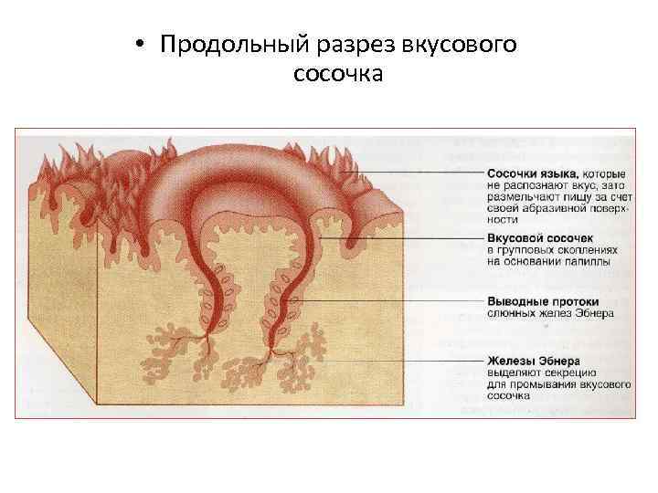  • Продольный разрез вкусового сосочка 