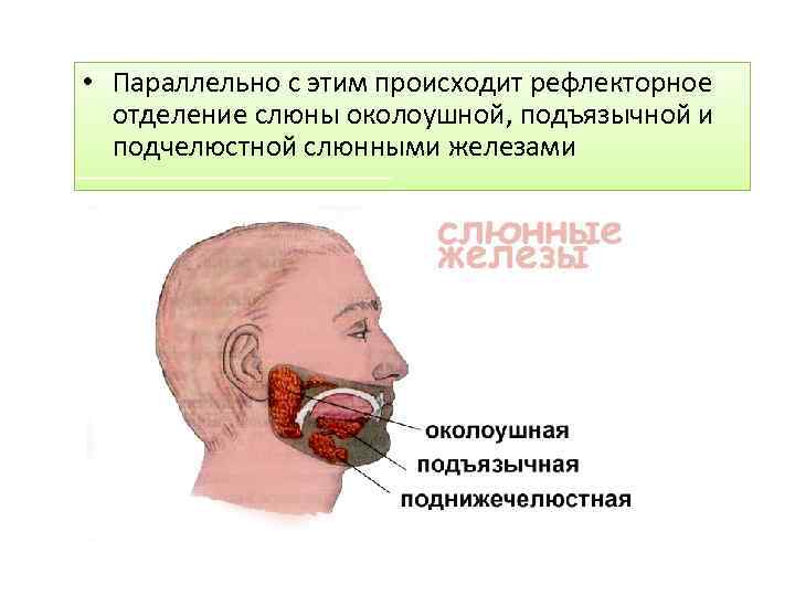  • Параллельно с этим происходит рефлекторное отделение слюны околоушной, подъязычной и подчелюстной слюнными