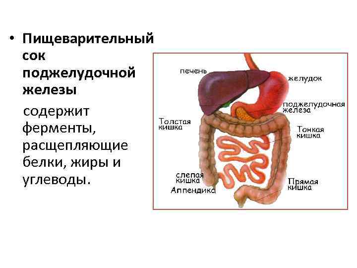  • Пищеварительный сок поджелудочной железы содержит ферменты, расщепляющие белки, жиры и углеводы. 