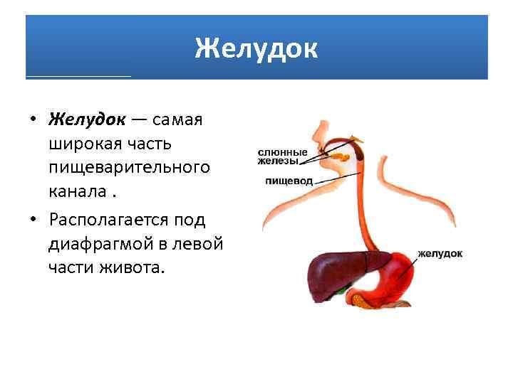 Желудок • Желудок — самая широкая часть пищеварительного канала. • Располагается под диафрагмой в