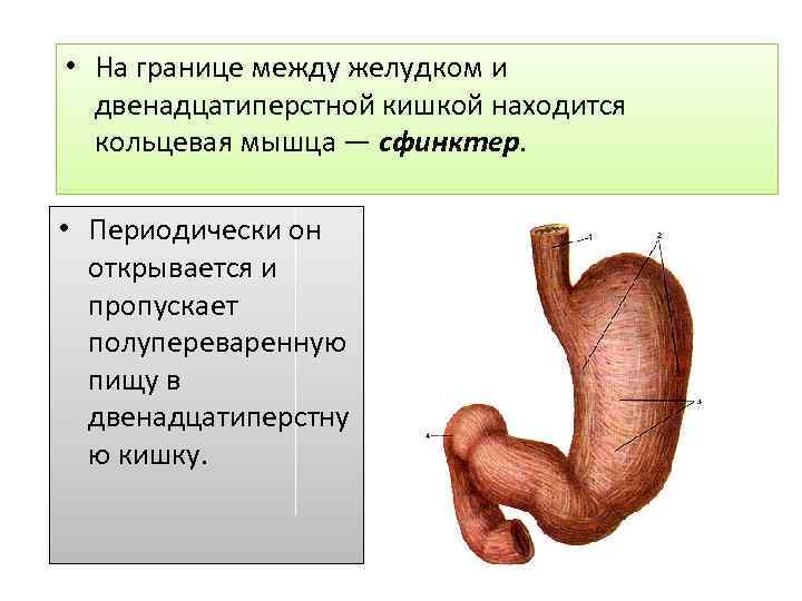  • На границе между желудком и двенадцатиперстной кишкой находится кольцевая мышца — сфинктер.