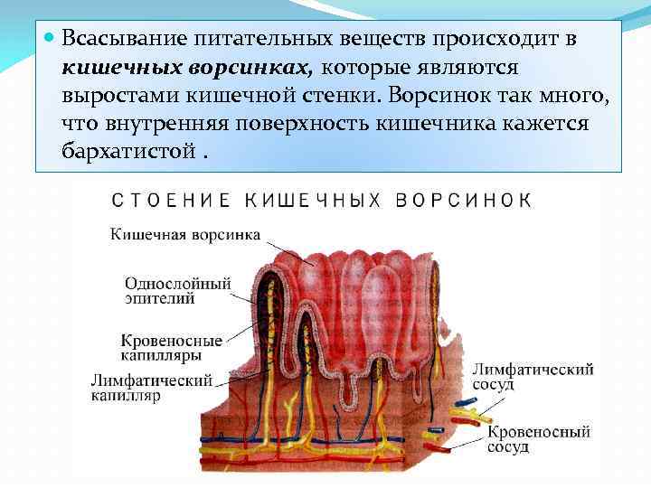  Всасывание питательных веществ происходит в кишечных ворсинках, которые являются выростами кишечной стенки. Ворсинок