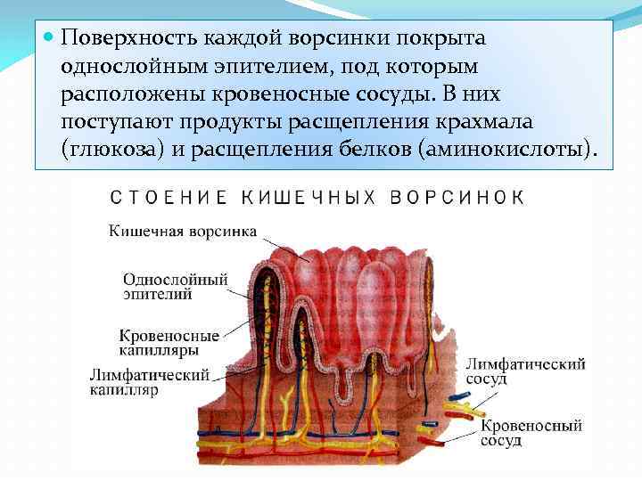  Поверхность каждой ворсинки покрыта однослойным эпителием, под которым расположены кровеносные сосуды. В них