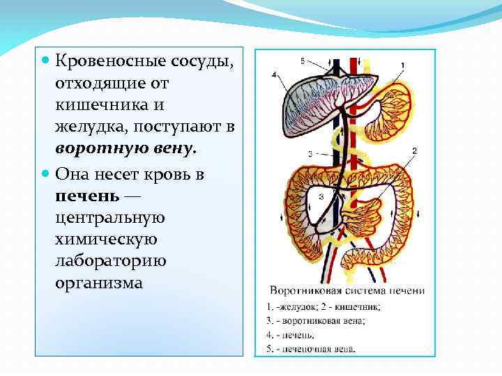  Кровеносные сосуды, отходящие от кишечника и желудка, поступают в воротную вену. Она несет