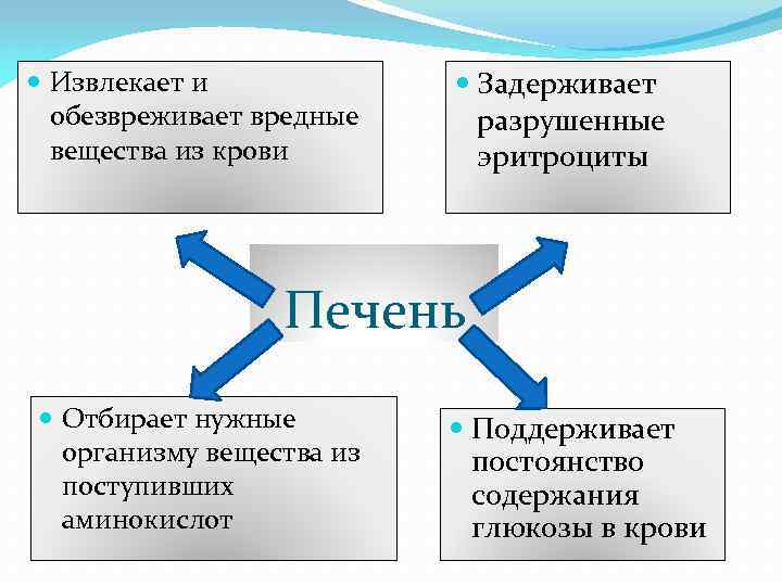  Извлекает и обезвреживает вредные вещества из крови Задерживает разрушенные эритроциты Печень Отбирает нужные