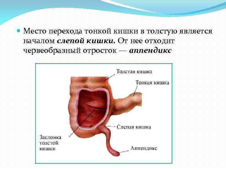  Место перехода тонкой кишки в толстую является началом слепой кишки. От нее отходит