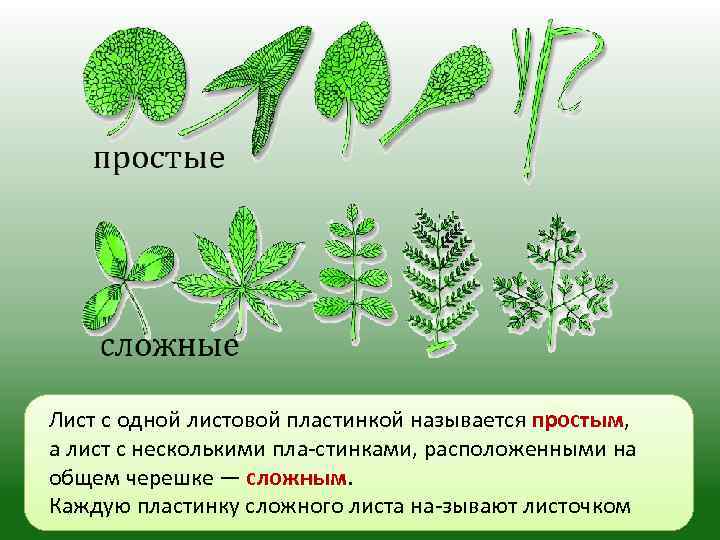 1 листовая пластинка. Формы листовой пластинки 6 класс биология. Строение простого листа. Внешнее строение листа биология. Строение листа биология 6 класс.