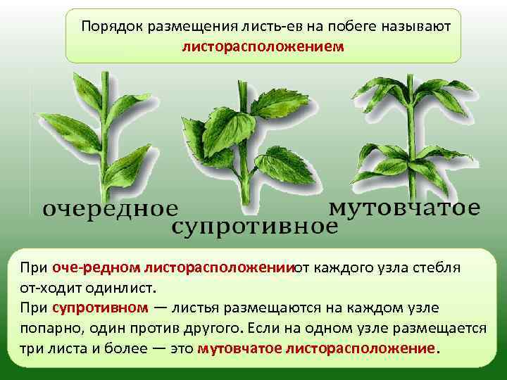 Внешнее строение листа листорасположение. Типы листорасположения листьев. Строение побега супротивного. Побег и почки 6 класс биология супротивное мутовчатое. Листорасположение листьев очередное супротивное мутовчатое.