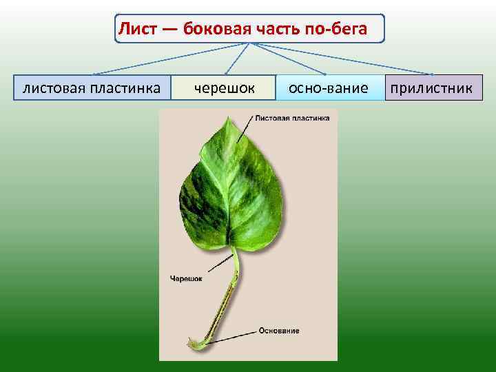 Строение листа побег. Черешок прилистники листовая пластинка у листа. Лист боковая часть побега. Строение латерального листа. Боковые листья.