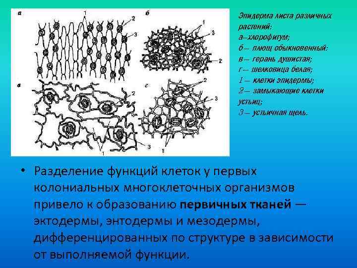Эпидерма листа различных растений: а—хлорофитум; б — плющ обыкновенный: в — герань душистая; г