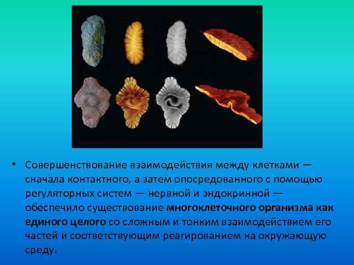  • Совершенствование взаимодействия между клетками — сначала контактного, а затем опосредованного с помощью