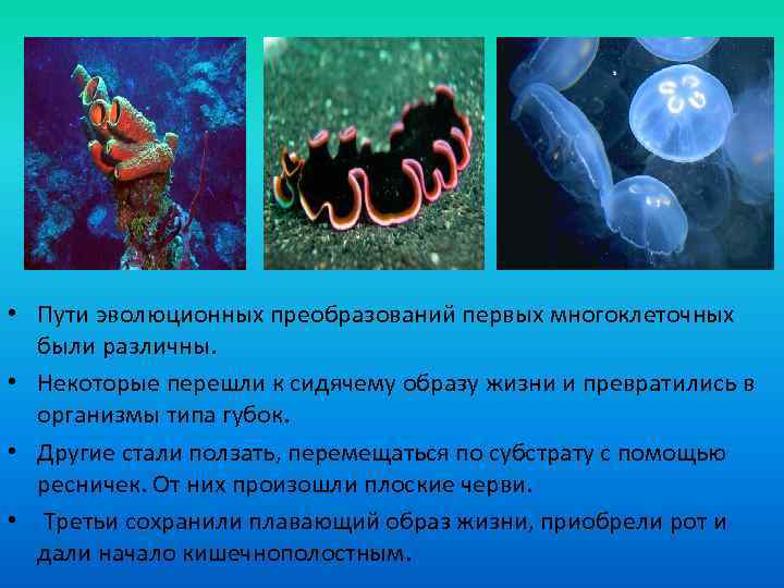  • Пути эволюционных преобразований первых многоклеточных были различны. • Некоторые перешли к сидячему