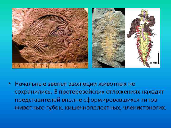  • Начальные звенья эволюции животных не сохранились. В протерозойских отложениях находят представителей вполне