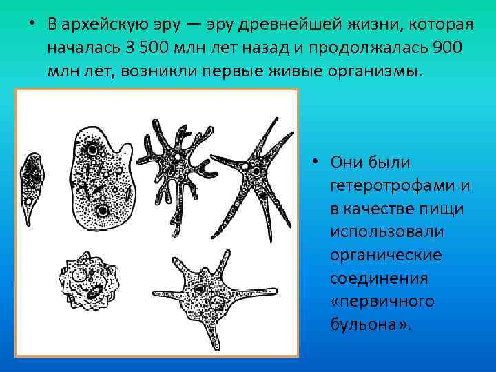  • В архейскую эру — эру древнейшей жизни, которая началась 3 500 млн