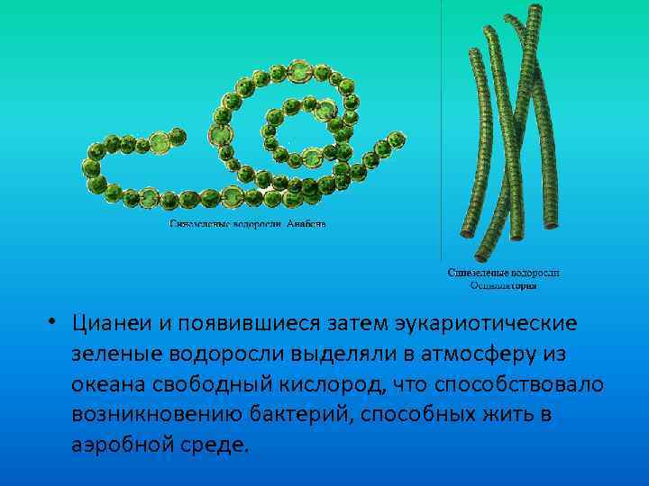  • Цианеи и появившиеся затем эукариотические зеленые водоросли выделяли в атмосферу из океана