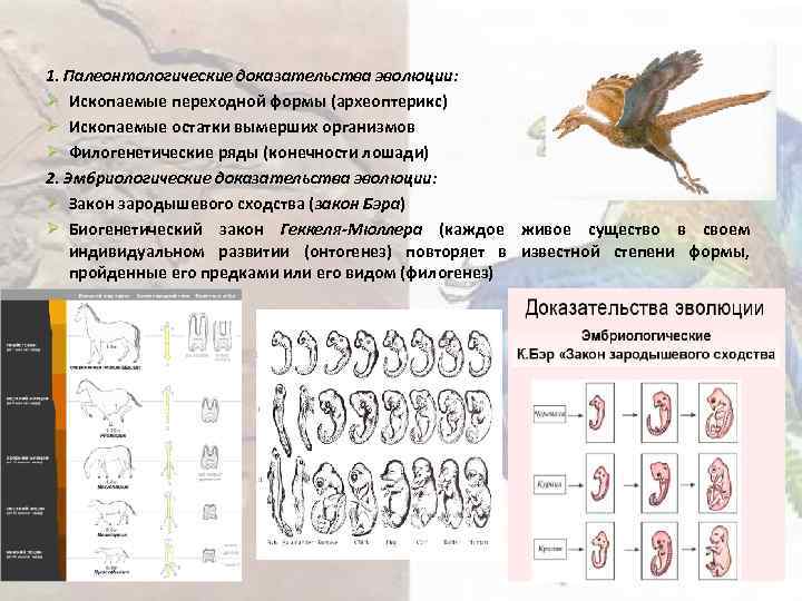 1. Палеонтологические доказательства эволюции: Ø Ископаемые переходной формы (археоптерикс) Ø Ископаемые остатки вымерших организмов