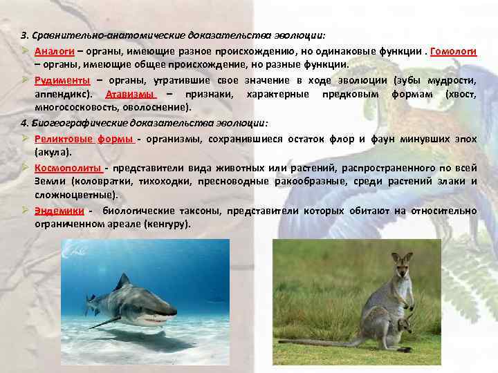 3. Сравнительно-анатомические доказательства эволюции: Ø Аналоги – органы, имеющие разное происхождению, но одинаковые функции.