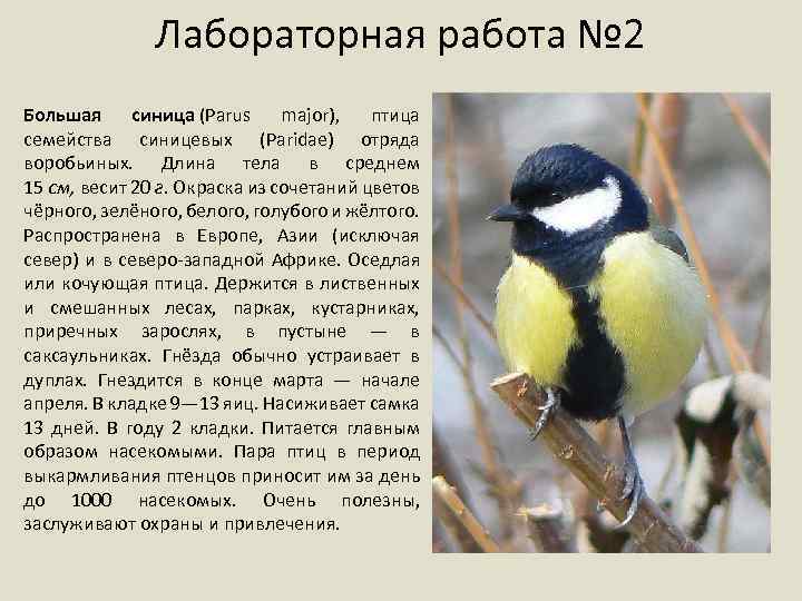 Лабораторная работа № 2 Большая синица (Parus major), птица семейства синицевых (Paridae) отряда воробьиных.