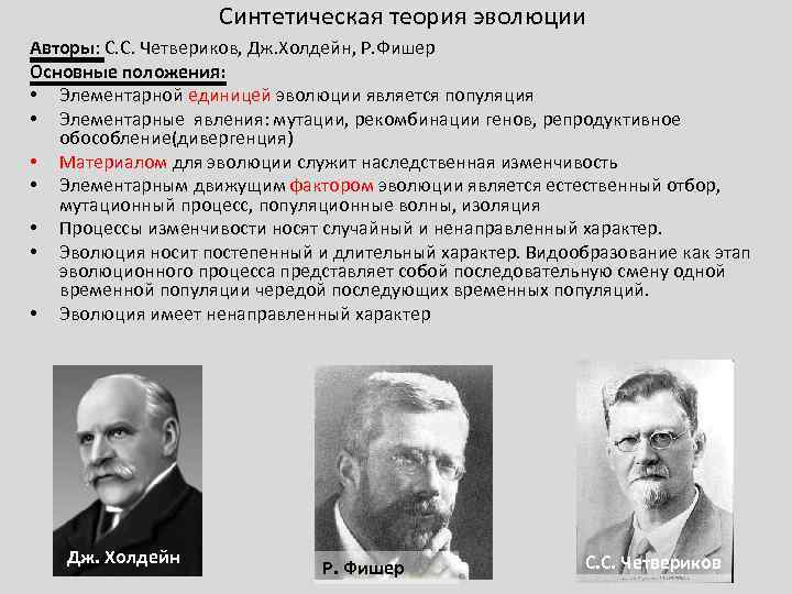 Синтетическая теория эволюции Авторы: С. С. Четвериков, Дж. Холдейн, Р. Фишер Основные положения: •