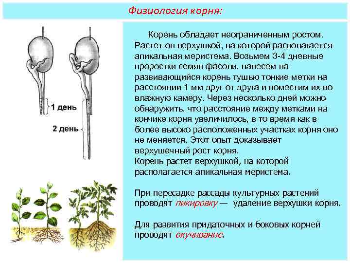 Физиология корня: Корень обладает неограниченным ростом. Растет он верхушкой, на которой располагается апикальная меристема.