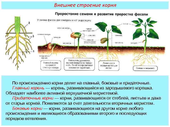 морфология растения конопли