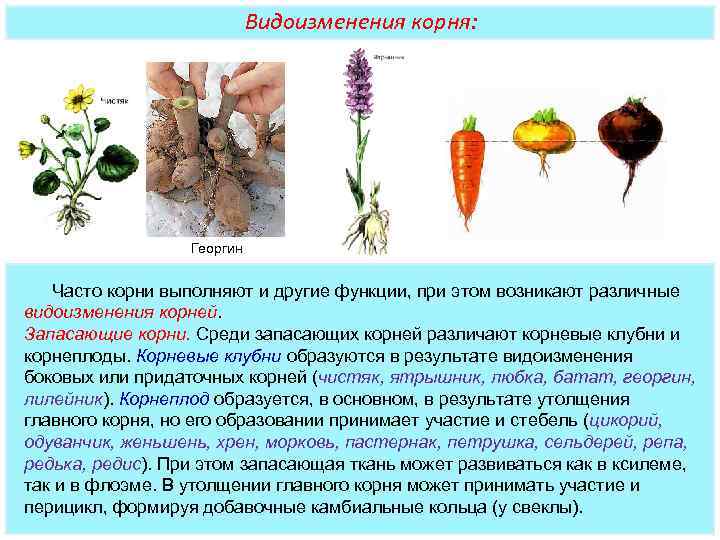 Рассмотрите рисунки 1 2 с изображением видоизменения корня растения как называют данное морковь