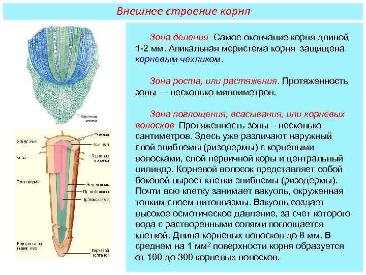 Царство растений внешнее строение и общая характеристика растений 6 класс презентация пономарева